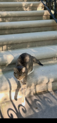 Found/Stray Male Cat last seen Diversey and Paulina , Chicago, IL 60657