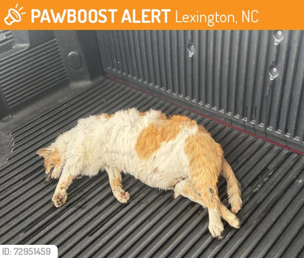 Found/Stray Unknown Cat last seen Off exit to Childress Vineyards on Interstate 285 North toward Winston Salem, Lexington, NC 27295