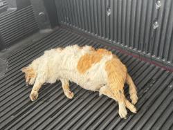 Found/Stray Unknown Cat last seen Off exit to Childress Vineyards on Interstate 285 North toward Winston Salem, Lexington, NC 27295