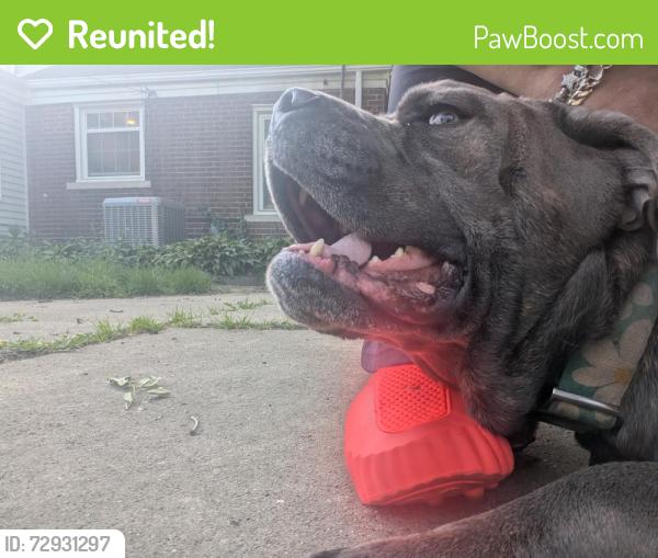 Reunited Female Dog last seen Glastonbury Ave and Eaton , Detroit, MI 48223