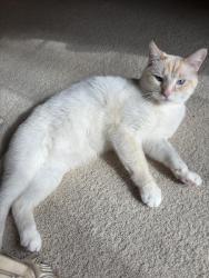 Lost Male Cat last seen Crestwood elementary school , Rockford, MI 49341