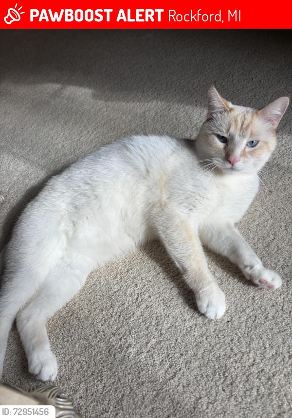 Lost Male Cat last seen Crestwood elementary school , Rockford, MI 49341