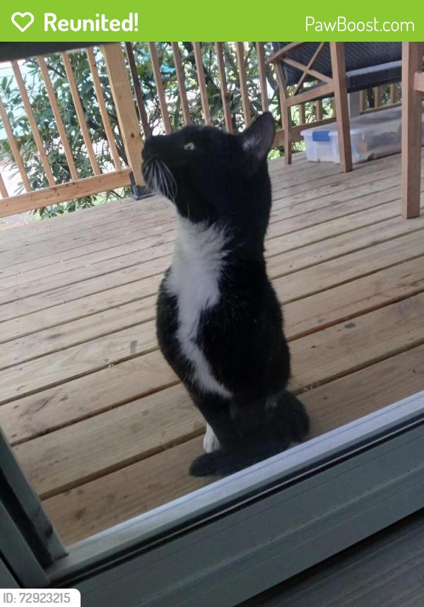 Reunited Unknown Cat last seen O'Neil highway, Throop, PA 18512