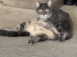 Reunited Female Cat last seen Unicornio St, Carlsbad, CA 92009, USA, Carlsbad, CA 92009