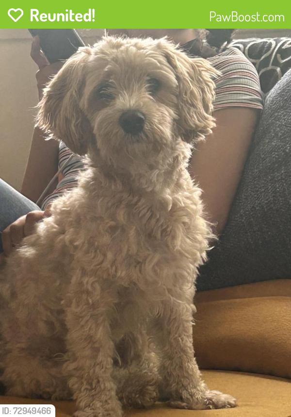 Reunited Male Dog last seen Carlisle, Paterson, NJ 07501
