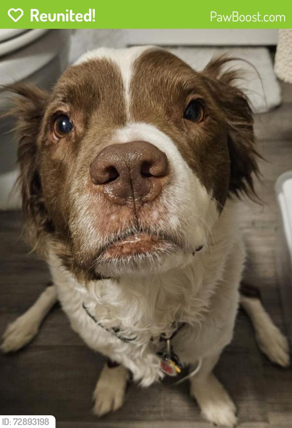 Reunited Female Dog last seen Division and 12th St, Slaton, TX 79364