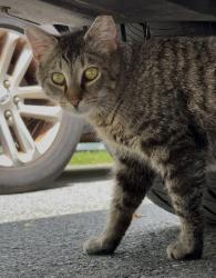 Reunited Unknown Cat last seen Ridge road Glenn Mills, Ridge Rd,  19317