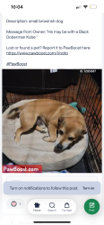 Found/Stray Male Dog last seen Near nowlin rd kennesaw , Kennesaw, GA 30144
