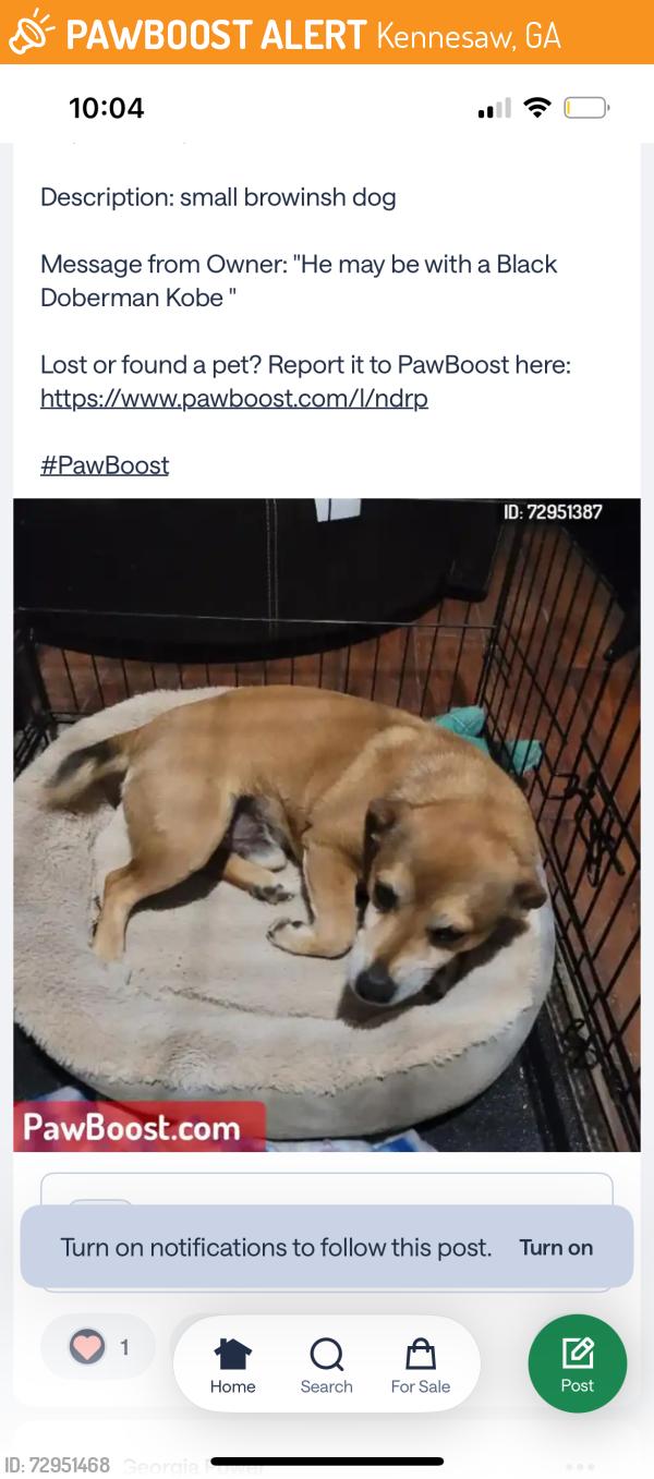 Found/Stray Male Dog last seen Near nowlin rd kennesaw , Kennesaw, GA 30144