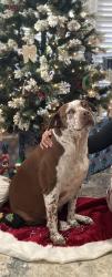 Reunited Female Dog last seen 40th ST. , Columbus, GA 31904