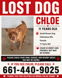 Lost Female Dog last seen Last seen on seligman drive Bakersfield , Bakersfield, CA 93309