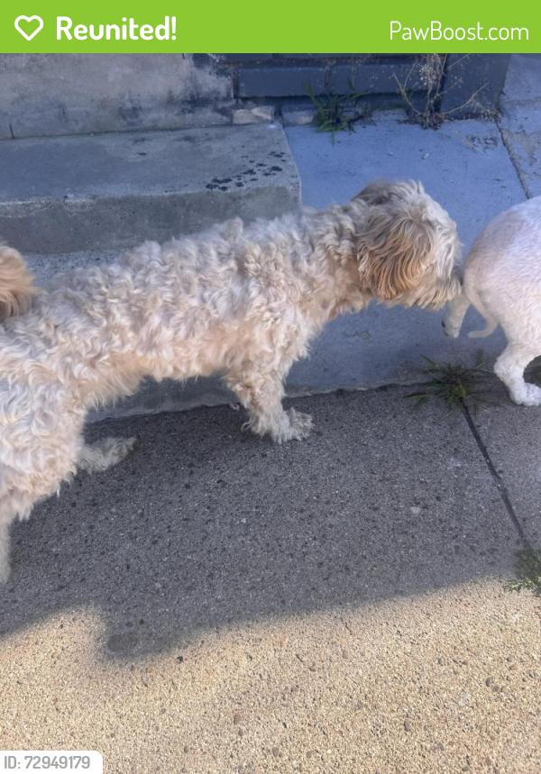 Reunited Male Dog last seen Carlisle ave , Paterson, NJ 07501