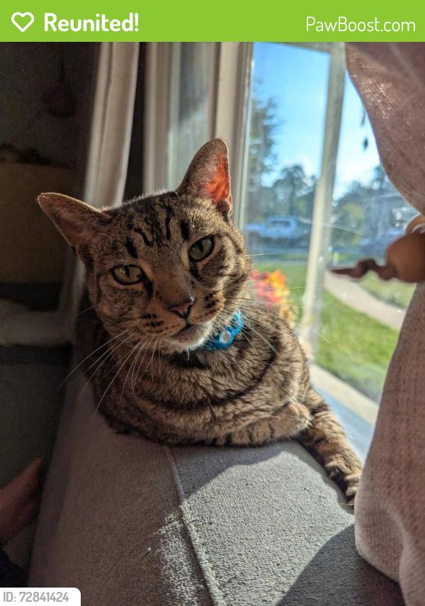 Reunited Male Cat last seen Backyard backs up to Fleetwood CT , Liberty, SC 29657