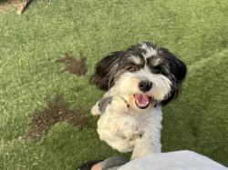 Reunited Male Dog last seen Greenways neighborhood , Amarillo, TX 79119
