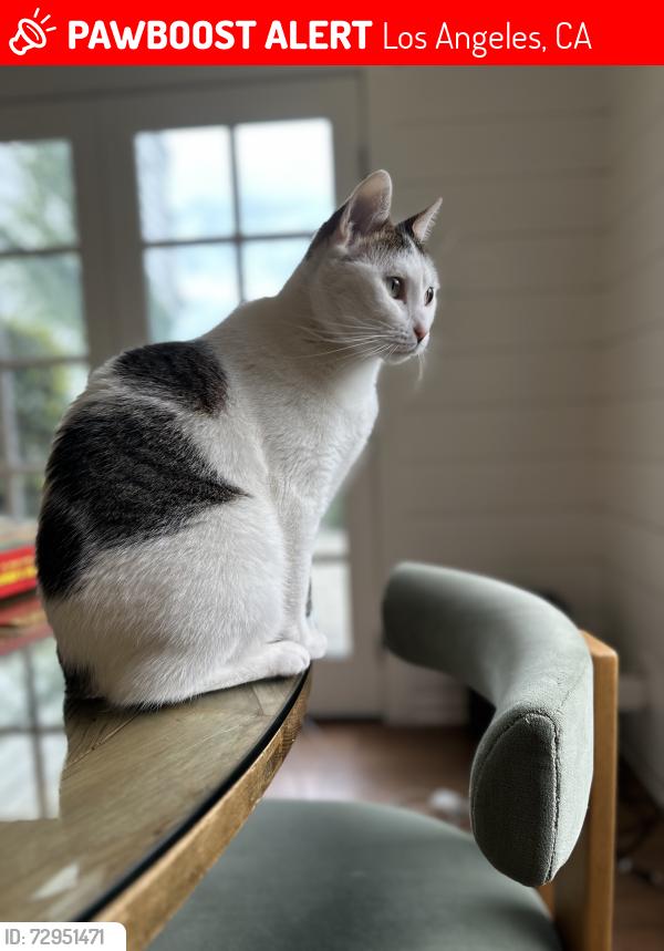 Lost Female Cat last seen Laurel canyon, Los Angeles, CA 91604