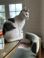 Lost Female Cat last seen Laurel canyon, Los Angeles, CA 91604