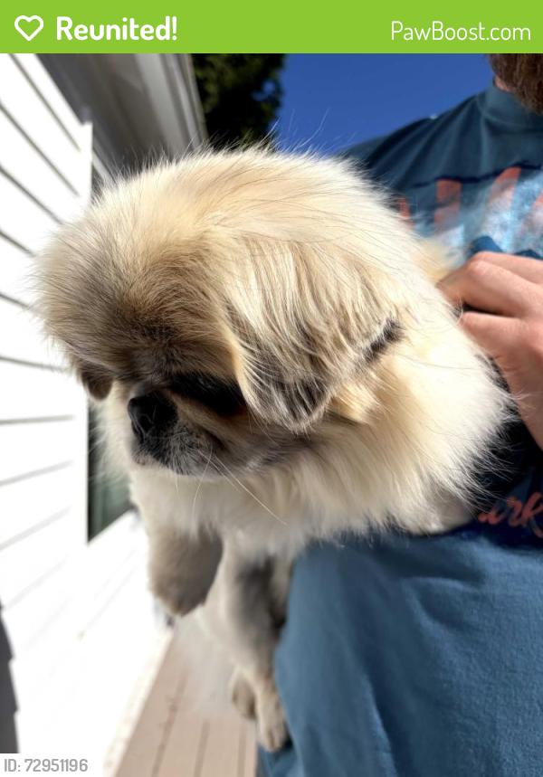 Reunited Unknown Dog last seen 41st & Thistle, Seattle, WA 98136