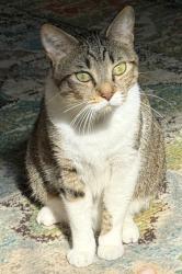 Reunited Female Cat last seen 78th Street and 40th Terrace North , St. Petersburg, FL 33709
