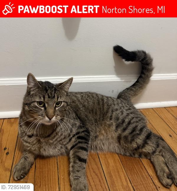 Lost Male Cat last seen Ellis between the airport and highway, across from Ellis Landing, Norton Shores, MI 49441