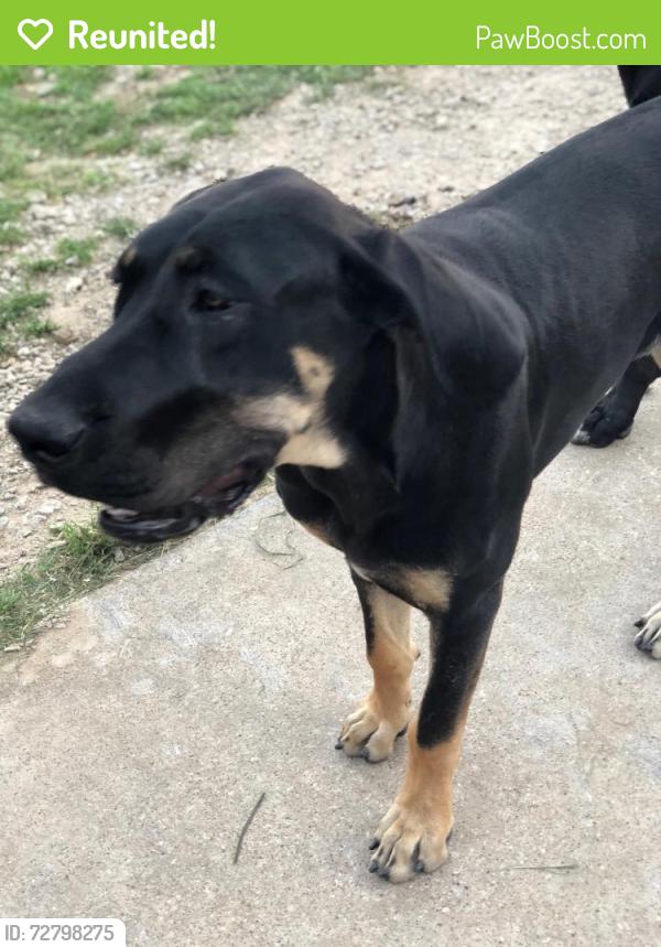 Reunited Female Dog last seen Hillburn , Dallas, TX 75227