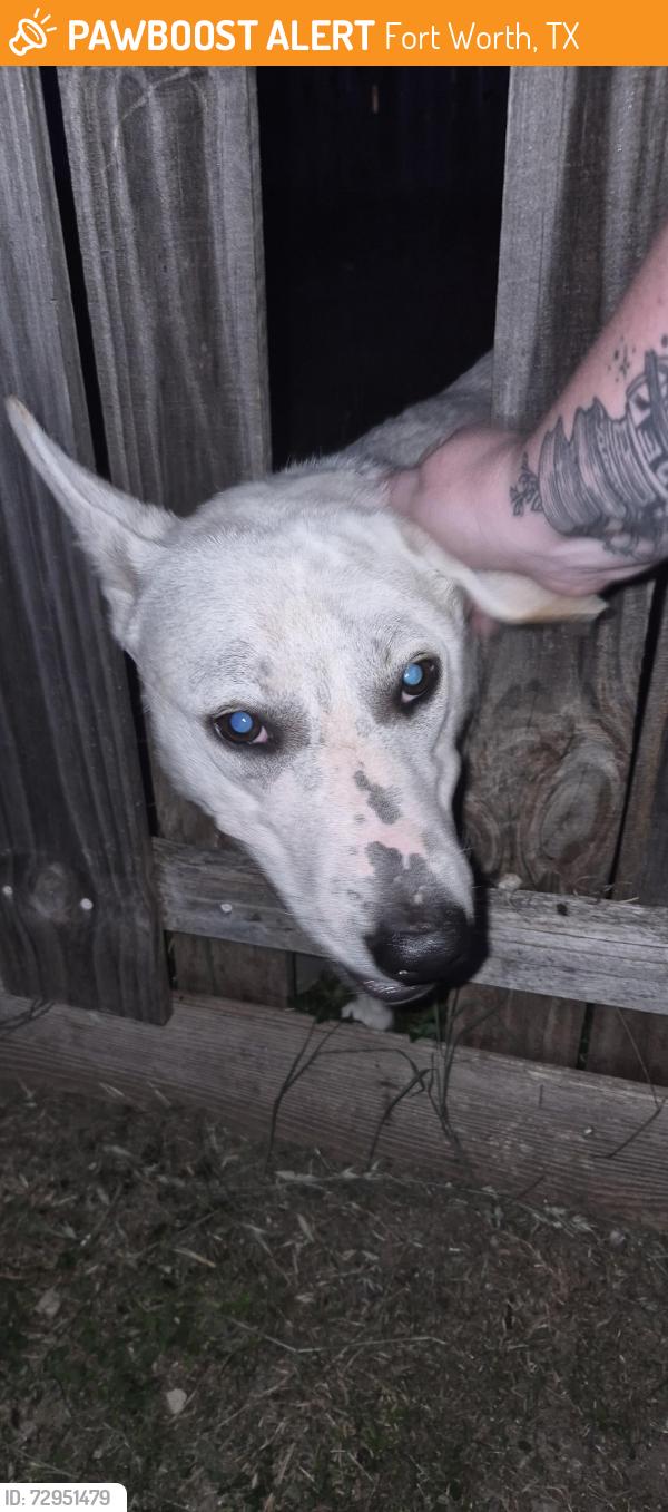 Found/Stray Male Dog last seen Mckinley and 31st, Fort Worth, TX 76106