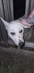 Found/Stray Male Dog last seen Mckinley and 31st, Fort Worth, TX 76106