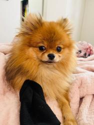 Reunited Female Dog last seen Charles Ronald  89121, Paradise, NV 89121