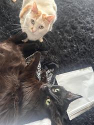 Lost Male Cat last seen The Allister apmts , Las Vegas, NV 89122