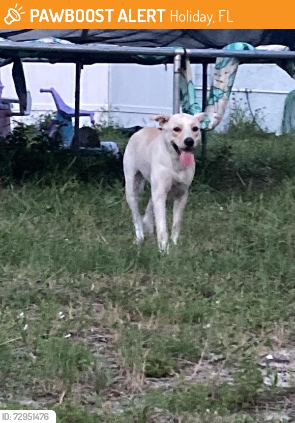 Found/Stray Unknown Dog last seen Orangeview ln- classic drive in holiday lake ests, Holiday, FL 34691