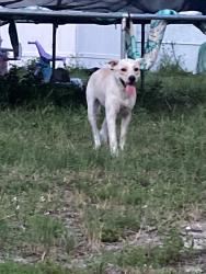 Found/Stray Unknown Dog last seen Orangeview ln- classic drive in holiday lake ests , Holiday, FL 34691