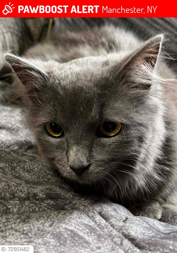 Lost Female Cat last seen Tupper Way, Manchester, NY 14504