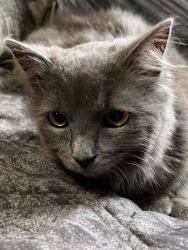 Lost Female Cat last seen Tupper Way, Manchester, NY 14504