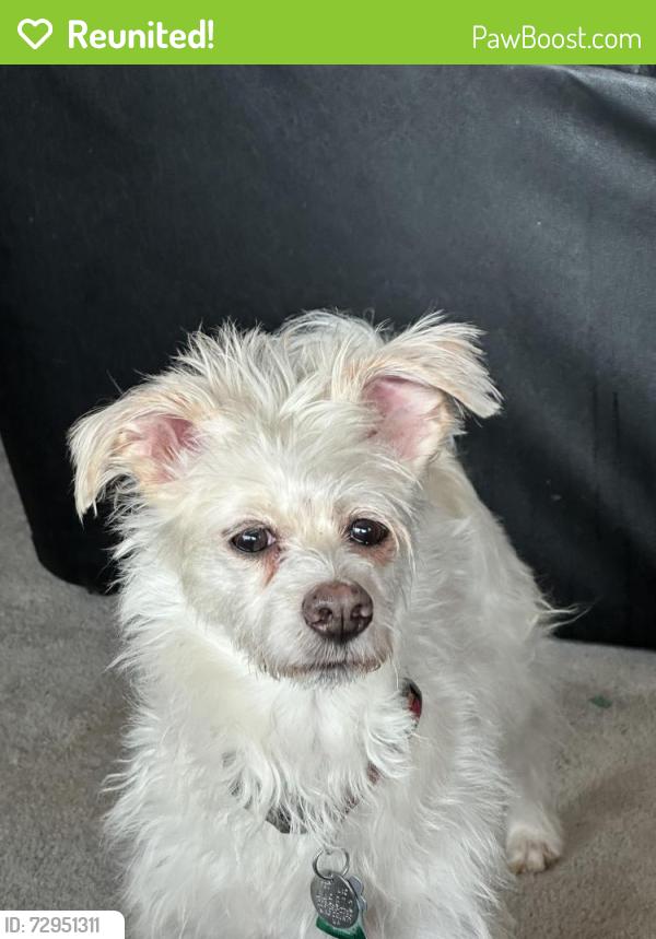 Reunited Male Dog last seen 42nd Pl s., Kent, WA 98032