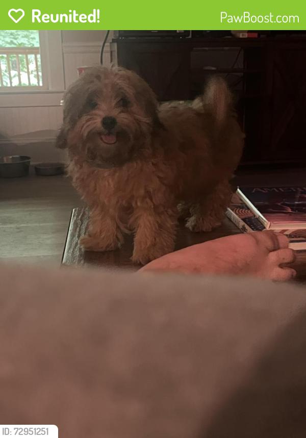 Reunited Male Dog last seen County line road and Old stilesboro, Acworth, GA 30101