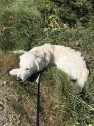 Reunited Male Dog last seen San Pablo and Kearny St, El Cerrito, CA 94530