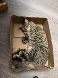 Reunited Female Cat last seen W 87th way near golf course , Arvada, CO 80003