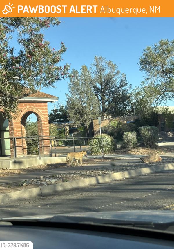 Found/Stray Male Dog last seen Heading south on Buena Vista and Bell Ave. toward Avenida Cesar Chavez, Albuquerque, NM 87106