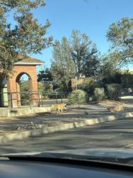 Found/Stray Male Dog last seen Heading south on Buena Vista and Bell Ave. toward Avenida Cesar Chavez, Albuquerque, NM 87106
