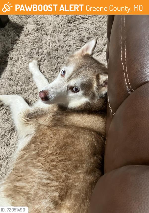Found/Stray Female Dog last seen Hwy 13 and O Hwy, Greene County, MO 65781