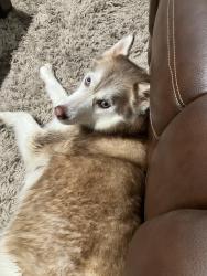 Found/Stray Female Dog last seen Hwy 13 and O Hwy, Greene County, MO 65781