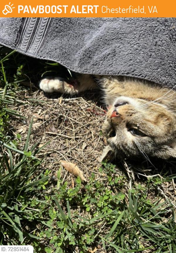 Found/Stray Unknown Cat last seen stable gate rd branches apmt , Chesterfield, VA 23832