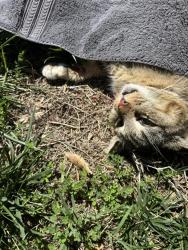Found/Stray Unknown Cat last seen stable gate rd branches apmt , Chesterfield, VA 23832