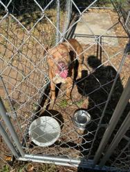 Found/Stray Male Dog last seen Kettleman Lane & Curry Road, Lodi, CA, San Joaquin County, CA 95240