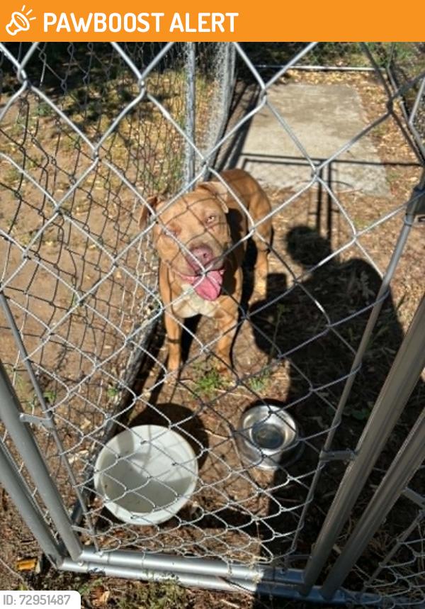 Found/Stray Male Dog last seen Kettleman Lane & Curry Road, Lodi, CA, San Joaquin County, CA 95240