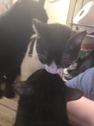 Reunited Male Cat last seen West Granger and Calle de Rosas by Our Lady Fatima , Modesto, CA 95350