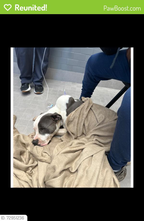 Reunited Male Dog last seen Chesapeake Bsy Dr and Hulen Strret , Fort Worth, TX 76123