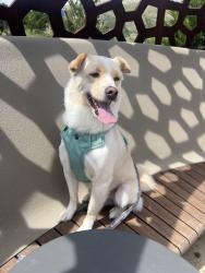 Reunited Male Dog last seen Schwerin St & Martin St. Daly City CA, Daly City, CA 94134