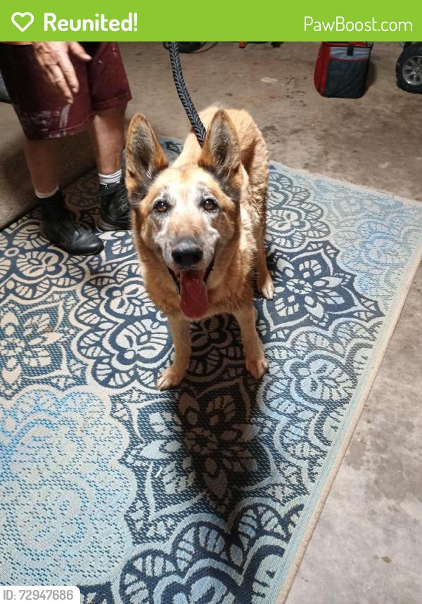 Reunited Female Dog last seen Cooksville Rd, Vale, NC, Catawba County, NC 28168