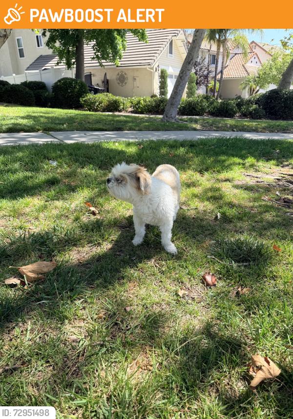 Found/Stray Female Dog last seen Vintage Dr, Rancho Cucamonga, CA 91737