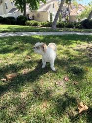 Found/Stray Female Dog last seen Vintage Dr, Rancho Cucamonga, CA 91737